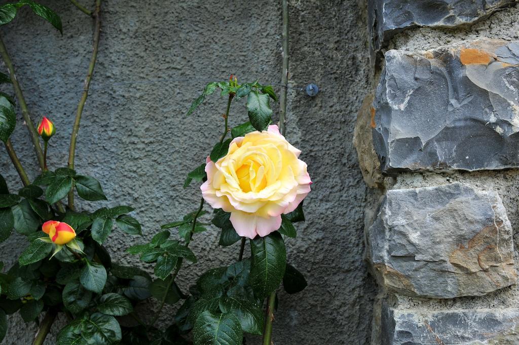 Le Rose Villa San Biagio della Cima Exterior photo