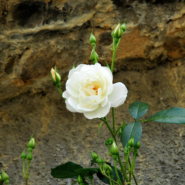 Le Rose Villa San Biagio della Cima Exterior photo